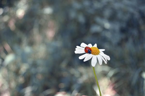 Ladybug