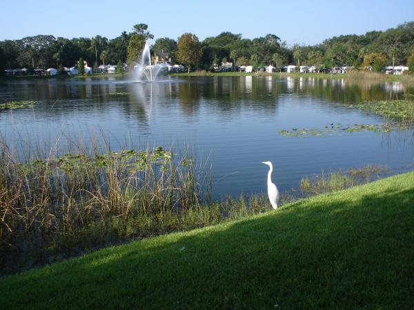 Lake Lily