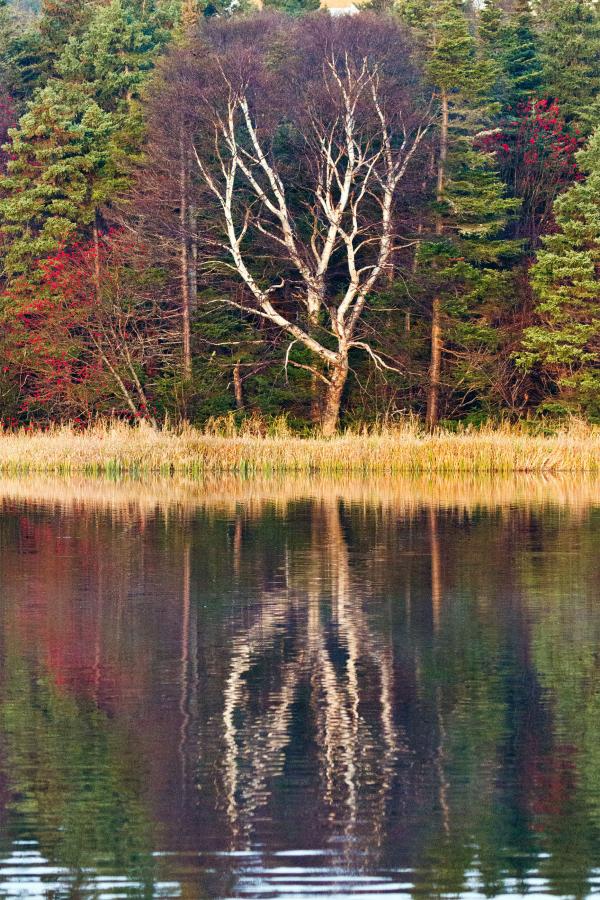 Lake reflection