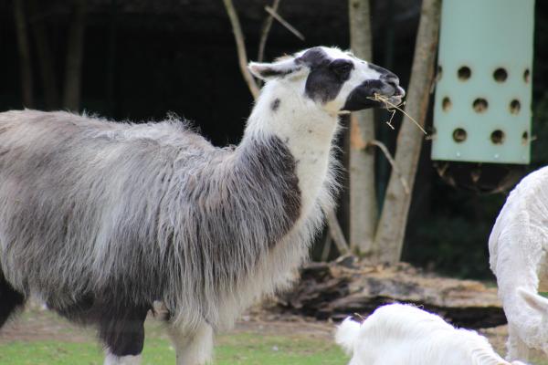 Lama