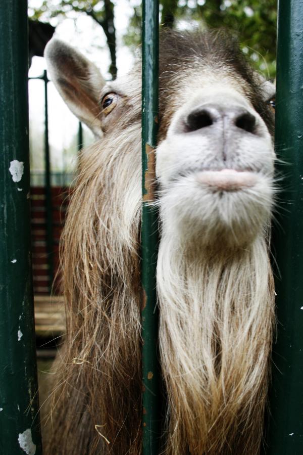 Lama