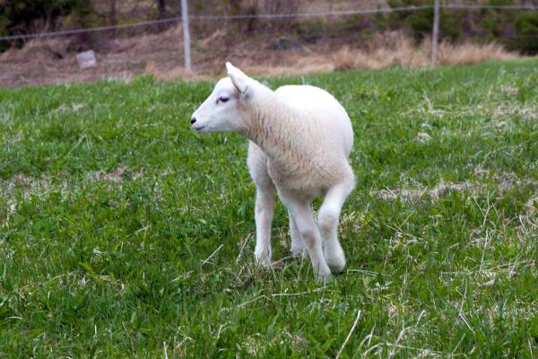 Lamb