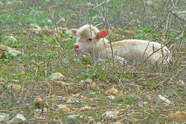 Lamb