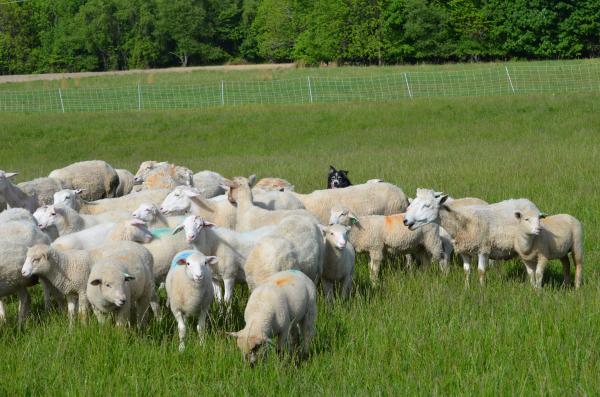Lambs grazing
