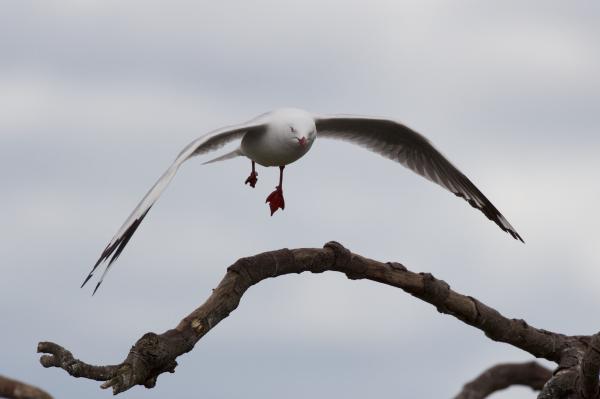 Landing gull