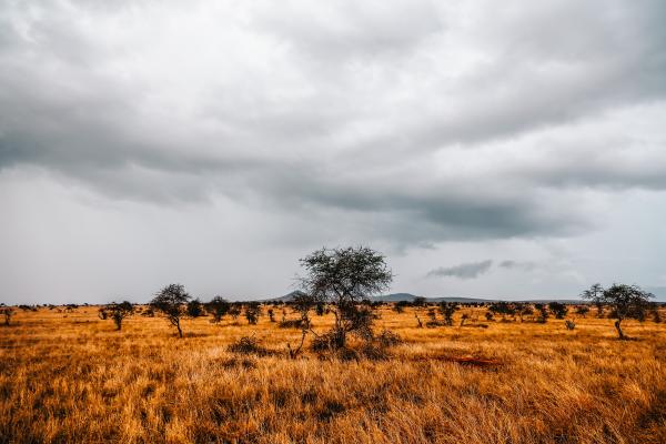 Landmark Photography of Trees
