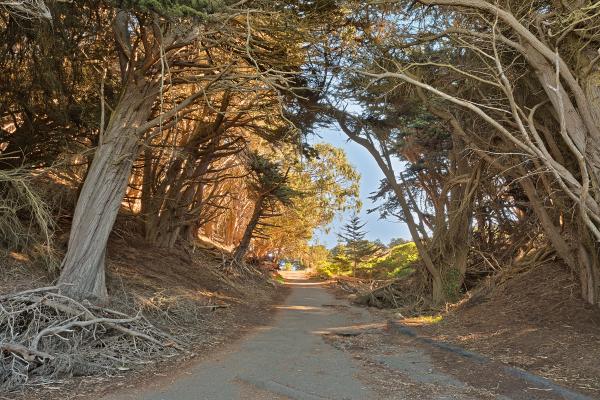 Lands End Forest Trail - HDR