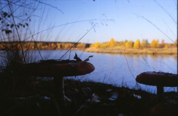 Landscape