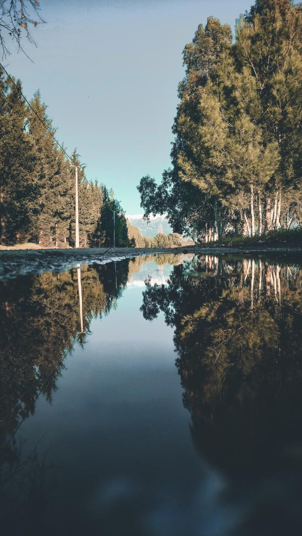 Landscape Photo of River Between Trees
