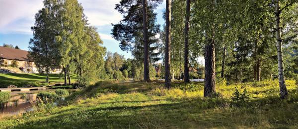 Landscape Photograph of Tree Line