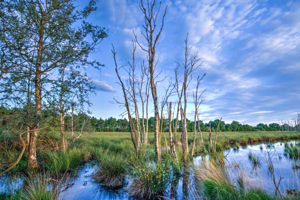 Landscape Photography of Dried Trees Surrounded With Green Grasses Under White Clouds