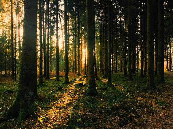 Landscape Photography of Green Leaf Trees