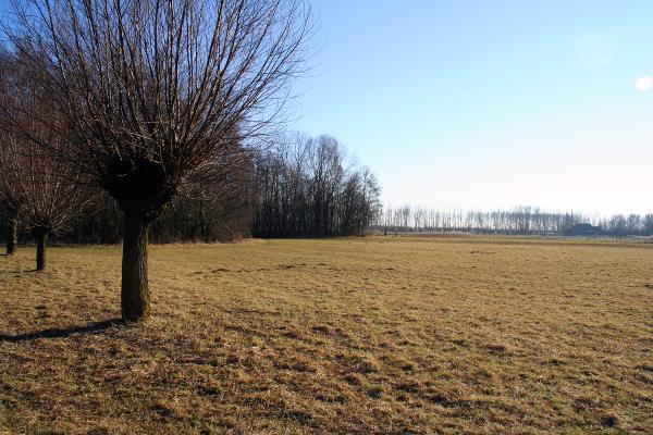 Landscape with a single tree in the fore