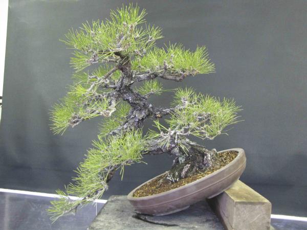 Pine bonsai tree