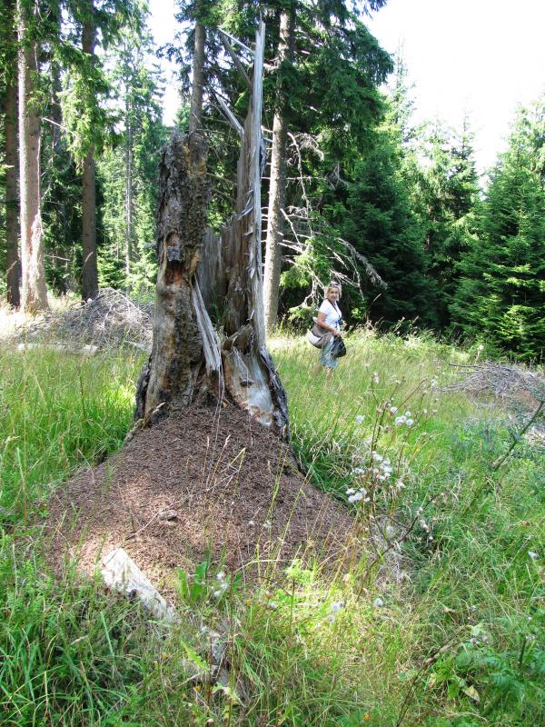 Large anthill of red ant