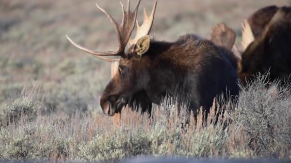 Moose and Fencepost