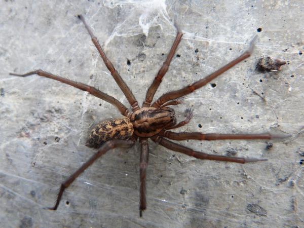 Large House Spider