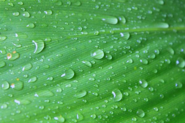 Large leaf after rain