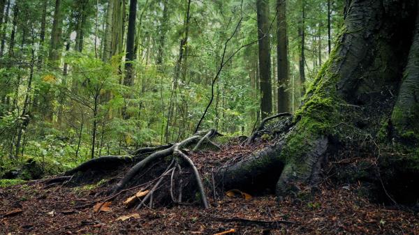 Large Tree Roots
