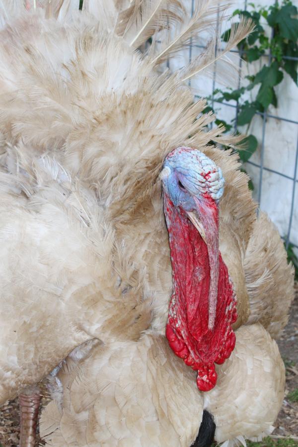 Large turkey