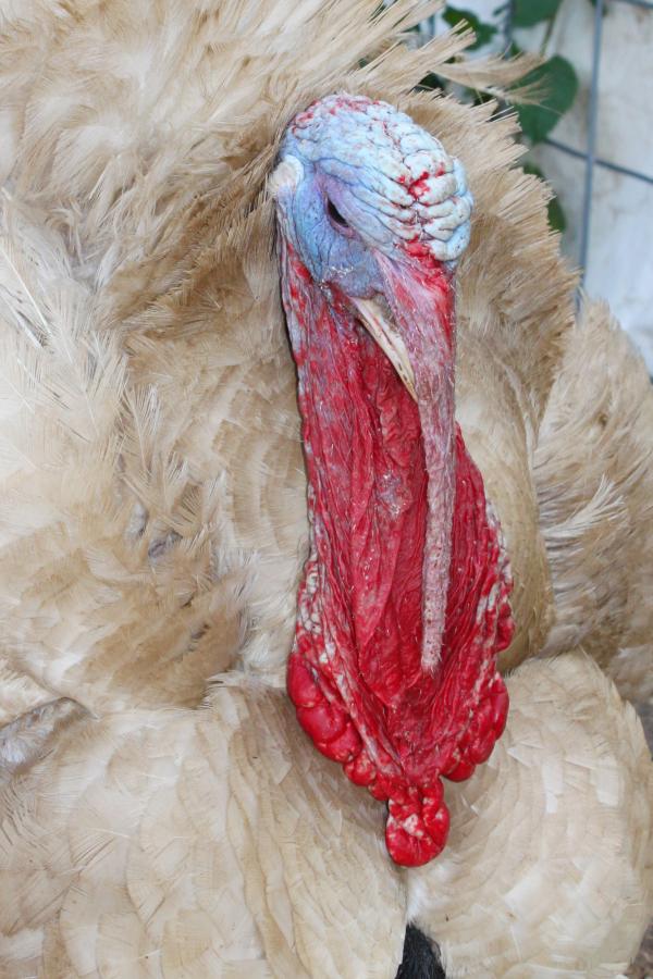 Large turkey