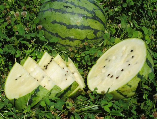 Watermelon