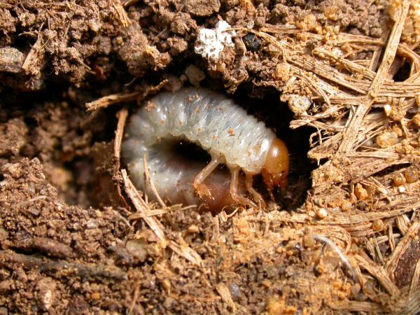 Larva
