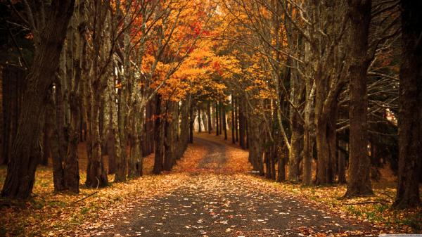 Late Autumn
