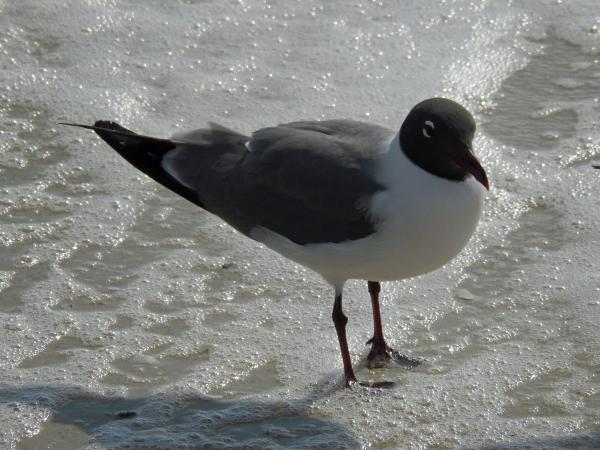 Laughing Gull breeding adults