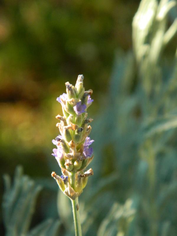 Lavender