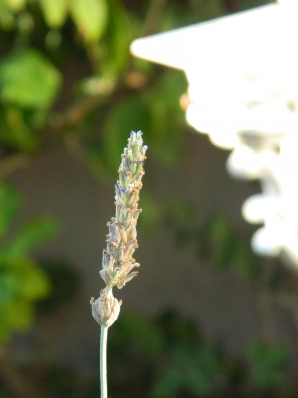Lavender