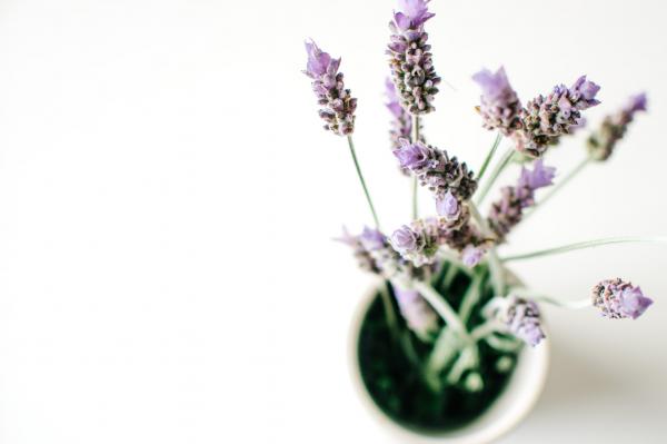 Lavender