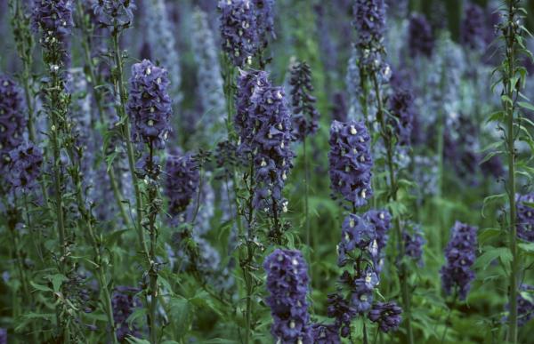 Lavender Flower Blossom