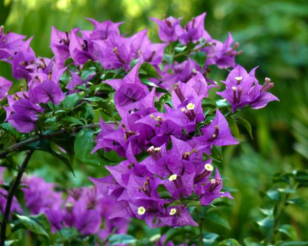 Lavender Bougainvillea Plant