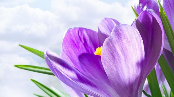 Lavender Colored flower