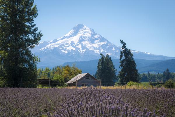 Lavender Valley, Hood River, Oregon, with Mt. Hood
