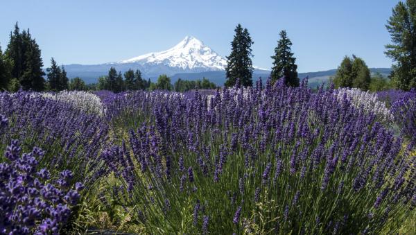 Lavender Valley, Mt. Hood, Oregon