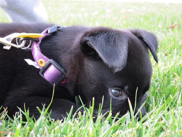 Lazing in the grass