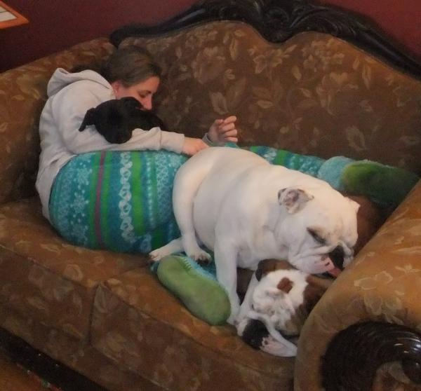 Lazy Bull Dog