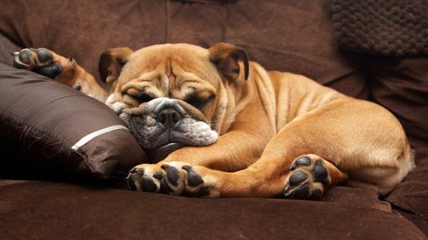 Lazy Puppy