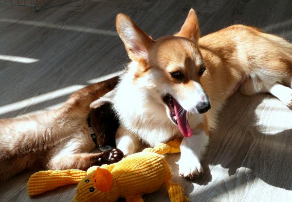 Lazy time in the sunny spot