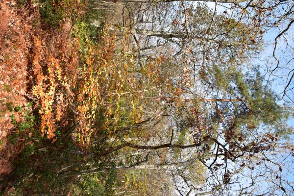 Le Plan des Aises 0069
