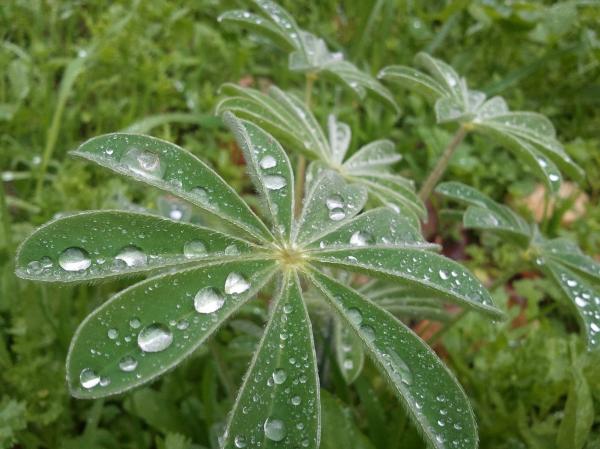 Leaf