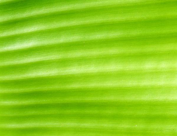 Leaf