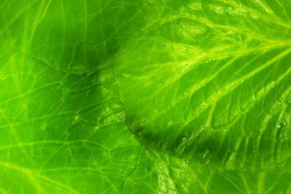 leaf