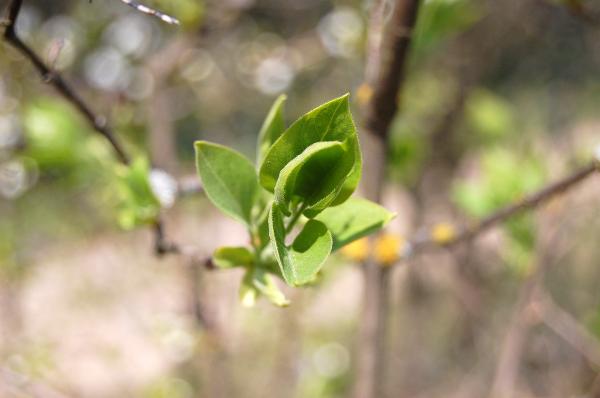 Leaf