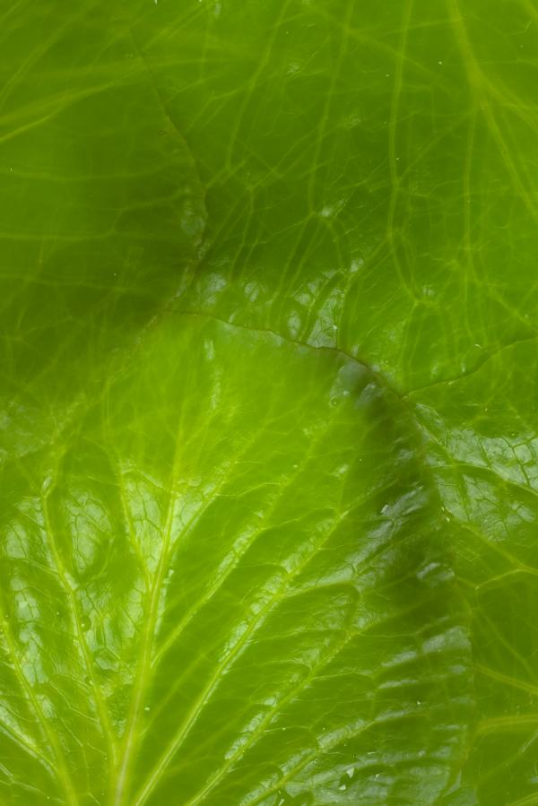 leaf