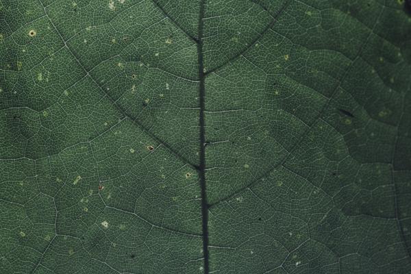 leaf