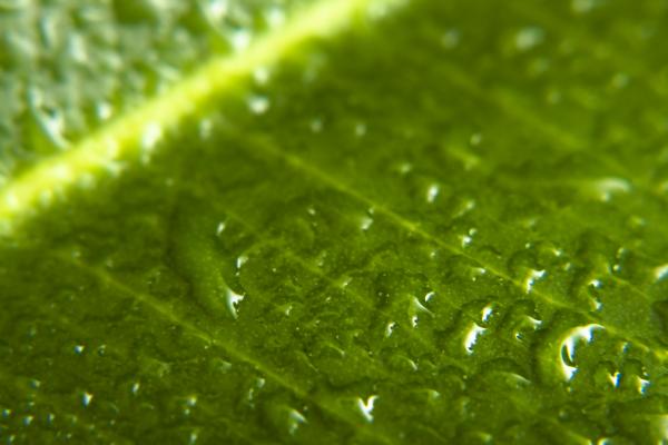 leaf