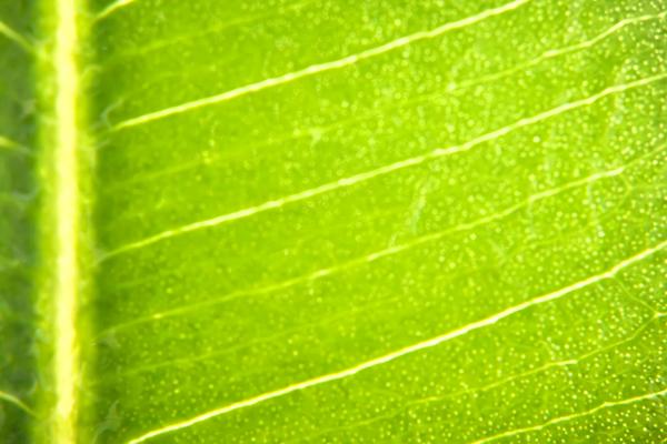 leaf
